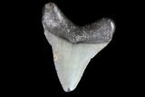 Juvenile Megalodon Tooth - Georgia #83691-1
